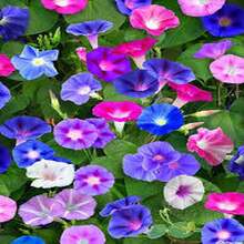 100 Semillas de Campanilla - Regalo Perfecto para Jardineros, Día de la Madre, Navidad. Ideal para Balcones, Jardines y Decoración Hogareña. Fácil Cultivo, Flores Coloridas y Aromáticas. ¡Planta y Disfruta de la Naturaleza! - Multicolor - Ver 1