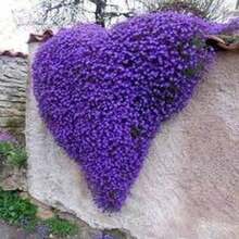 100 Semillas de Tomillo Violeta Hielo, Aroma Fresco, Flores de Tono Violeta Claro - Multicolor - Ver 2