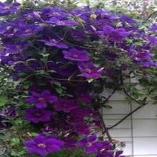 ¡Regalo perfecto para el Día de la Madre! 100 semillas de Clemátide 'Love Show', fáciles de cultivar y florecer. Ideal para macetas de balcón o jardín. Bricolaje de jardinería creativa, decora el hogar y disfruta de la plantación. ¡Regalo único para mayores, amigos y amantes de la jardinería, contempla la vida florecer! - Multicolor - Ver 9