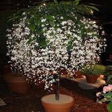 30 Semillas de Jazmín Llorón Blanco - Regalo Perfecto para Jardineros: Ideal para Cumpleaños, Bodas y Días Festivos. Fácil Cultivo en Interiores/Exteriores, Flores Fragantes y Decorativas. ¡Planta Semillas y Disfruta de un Jardín Elegante! - Multicolor - Ver 6