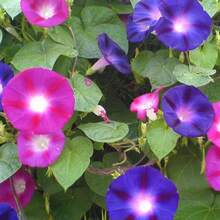 100 Semillas de Campanilla - Regalo Perfecto para Jardineros, Día de la Madre, Navidad. Ideal para Balcones, Jardines y Decoración Hogareña. Fácil Cultivo, Flores Coloridas y Aromáticas. ¡Planta y Disfruta de la Naturaleza! - Multicolor - Ver 3