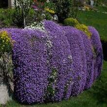 100 Semillas de Tomillo Violeta Hielo, Aroma Fresco, Flores de Tono Violeta Claro - Multicolor - Ver 8