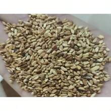 100 Easy-To-Grow Elephant Ear Bean Seeds For Strong, Hardy Perennials For Stunning Gardens And Beautiful Outdoor Flowers - Biến thể 1 - Xem 3