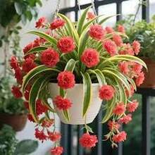 BIG GARDEN: Semillas de Lirio Colgante Multicolor - 115 Semillas, Floración Variada, Ideal para Macetas Colgantes y Decoración de Interiores - Rojo - Ver 4