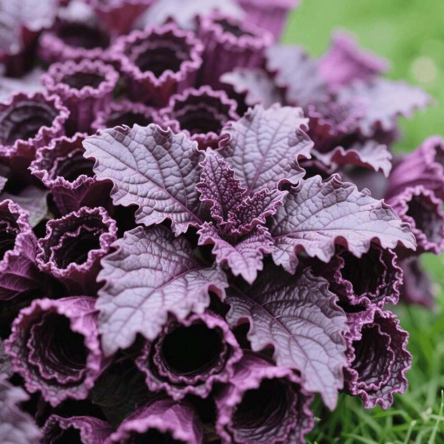 Live Plants - 99 piezas/semilla - Ver 1