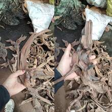 1块大型天然沉木，适合水族箱装饰。它会沉入水底，也可用于鱼缸和爬行动物饲养箱。（沉木保持其天然形状，尺寸和形状随机发货。由于手工测量，尺寸可能存在2-6厘米的误差，此为正常范围。） - 彩色 - 查看 10