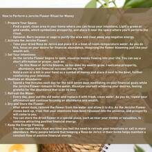 Big Size (2.5''-3.5'') Jericho Flower - Large Premium Rosa De Jericó (Resurrection Plant) – Symbol Of Prosperity & Abundance, Ideal For Home Decor & Spiritual Healing - Màu vàng - Xem 7