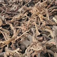 1块大型天然沉木，适合水族箱装饰。它会沉入水底，也可用于鱼缸和爬行动物饲养箱。（沉木保持其天然形状，尺寸和形状随机发货。由于手工测量，尺寸可能存在2-6厘米的误差，此为正常范围。） - 彩色 - 查看 11