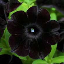 300 Black Petunia Hybrida Plant Seeds, Suitable For Outdoor Use - 300 - View 4