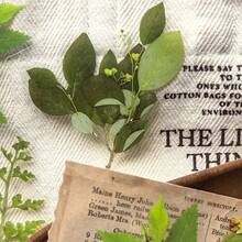 1卷（40张）自粘PET塑料叶子贴纸 - 光面植物图案，包含草本植物、蕨类植物和常春藤图案，适用于日记、剪贴簿和压花。 - 綠色 - 查看 5