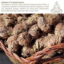 Big Size (2.5''-3.5'') Jericho Flower - Large Premium Rosa De Jericó (Resurrection Plant) – Symbol Of Prosperity & Abundance, Ideal For Home Decor & Spiritual Healing - Màu vàng - Xem 5