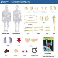 人体骨骼器官模型，教育组装，骨骼结构模型，玩具，探索人体，生命科学实验室，学生，生日礼物，节日礼物，很棒的礼物