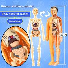 人体骨骼器官模型，教育组装，骨骼结构模型，玩具，探索人体，生命科学实验室，学生，生日礼物，节日礼物，很棒的礼物