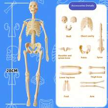 人体骨骼器官模型，教育组装，骨骼结构模型，玩具，探索人体，生命科学实验室，学生，生日礼物，节日礼物，很棒的礼物