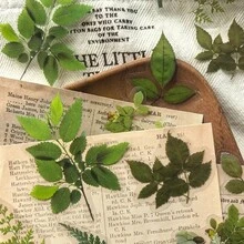 1卷（40张）自粘PET塑料叶子贴纸 - 光面植物图案，包含草本植物、蕨类植物和常春藤图案，适用于日记、剪贴簿和压花。 - 綠色 - 查看 3