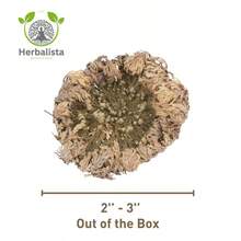 Big Size (2.5''-3.5'') Jericho Flower - Large Premium Rosa De Jericó (Resurrection Plant) – Symbol Of Prosperity & Abundance, Ideal For Home Decor & Spiritual Healing - Màu vàng - Xem 2