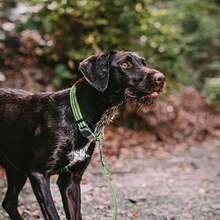 Collar Ajustable Nylon HS Sprenger MD/ (40-55 Cm) Rosa(Verde) - Tipo 5 - Ver 6