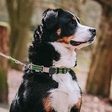 Collar Ajustable Nylon HS Sprenger MD/ (40-55 Cm) Rosa(Verde) - Tipo 5 - Ver 3