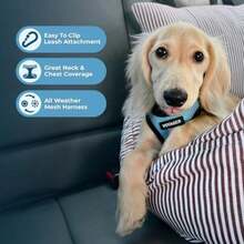 Best Pet Supplies Voyager Arnés de Malla para Perros, ,(Pequeño (Pecho: 14.5" - 17") Base azul bebé) - Tipo 8 - Ver 6