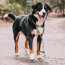 Collar Ajustable Nylon HS Sprenger MD/ (40-55 Cm) Rosa(Verde) - Tipo 5 - Ver 4