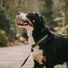 Collar Ajustable Nylon HS Sprenger MD/ (40-55 Cm) Rosa(Verde) - Tipo 5 - Ver 5