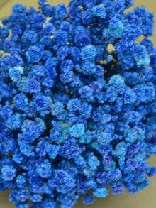 20/50/100/150/300pcs Ivory White Mini Gypsophila And Other Dried Flowers - For Resin Mold Art And Crafts, Suitable For Hair Accessories, Wedding Wreaths, Tabletop Decor, Home Decoration - Royal Blue - View 3