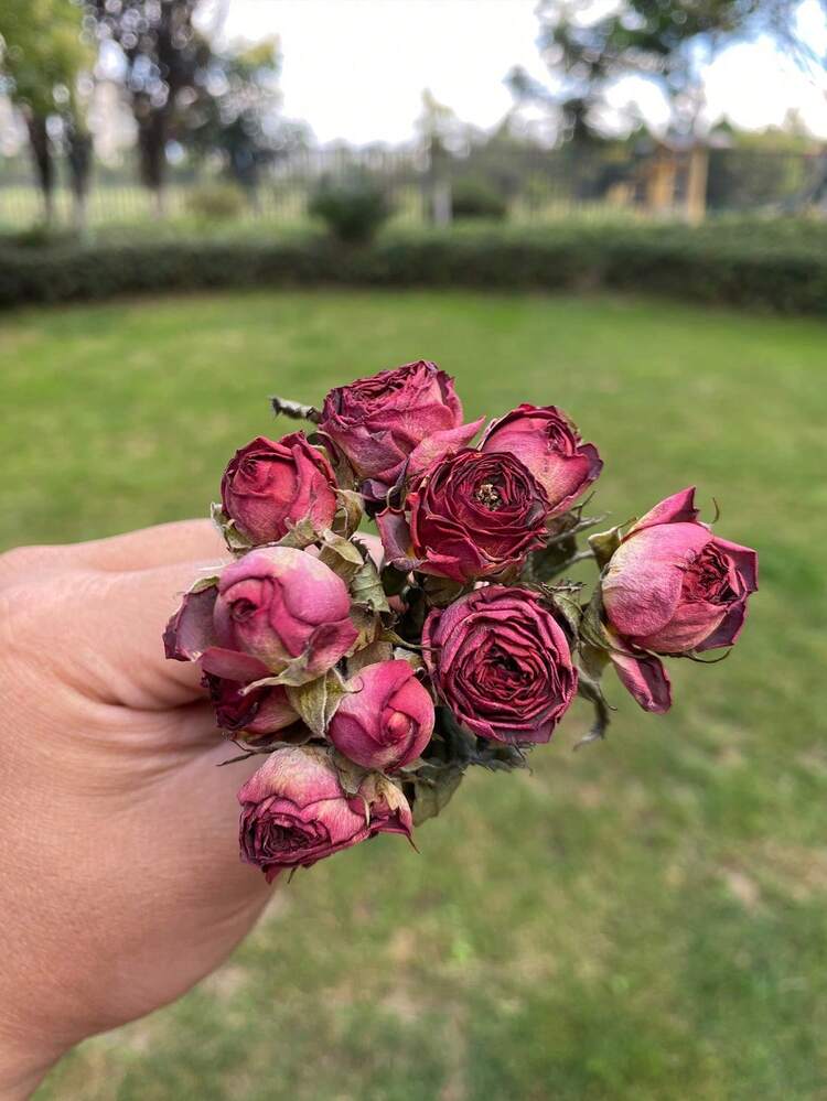 20朵干玫瑰花，干玫瑰，红色干玫瑰，迷你玫瑰花苞，红色干玫瑰，树脂用小干花，工艺品用干花，婚礼家居装饰，婚礼花艺 - 復古紅 - 查看 3