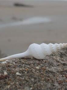 Large Natural White Spiral Seashell, Aquarium Decor, Aquarium Scenery Photography Prop, Home Decor, Mediterranean Style Decoration - Multicolor - View 3