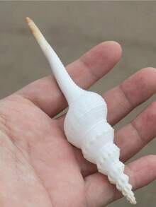 Large Natural White Spiral Seashell, Aquarium Decor, Aquarium Scenery Photography Prop, Home Decor, Mediterranean Style Decoration - Multicolor - View 7