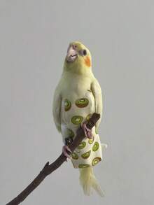 1pc Long-Tailed Parrot Bird Diaper Clothes For Bird Release