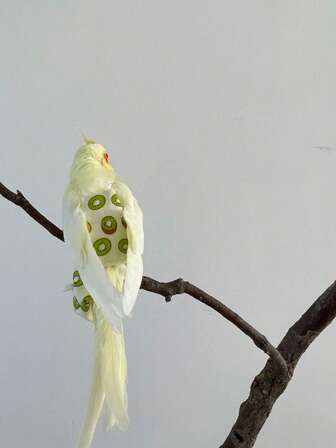 1 st blöjkläder för långsvansad papegoja för fågelsläpp