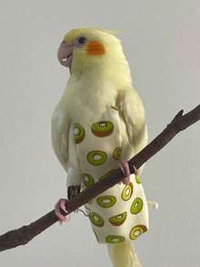 1pc Long-Tailed Parrot Bird Diaper Clothes For Bird Release