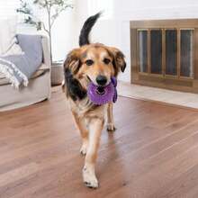 Outward Hound Mini Dentachew Dental Dog Chew Toy - 3 Pack - Great Size For Small Dogs And Puppies - ColorB - 查看 6