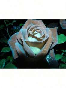 Gift 500pcs Chocolate Mint # 11 Rose Bush 20 Or 100 Seeds~Rare-Free Shipping-USA Seller - 100 件 - 查看 2