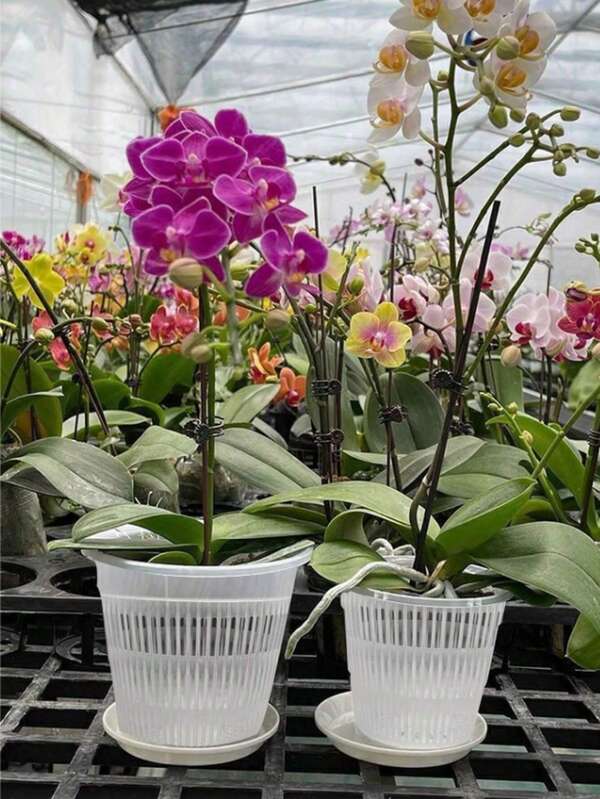Maceta para orquídeas, maceta con control de raíces para orquídeas, maceta para dendrobium, maceta especializada para orquídeas con drenaje y ventilación, maceta para orquídeas, maceta especial con control de raíces para flores, maceta transparente perforada para orquídeas, cesta de plantación con taza de malla ranurada, adecuada para orquídeas, geranios y otras suculentas - Maceta de plástico moderno y duradero, maceta con agujeros de control de raíces (estilo y color aleatorios)