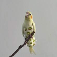 1pc Long-Tailed Parrot Bird Diaper Clothes For Bird Release - M Random Print - View 6