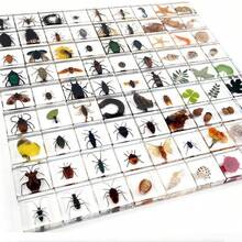 1pc Resin Insect Animal Bookend, Over 100 Unique Beetle, Spider, Scorpion, Ant, Ladybug, Grasshopper, Octopus, Butterfly, Dragonfly, Rhinoceros Beetle, Bee, Dung Beetle, Firefly Insect Model Collection, Craft, Educational Display - 3.8cm Square Insect Specimen - View 13