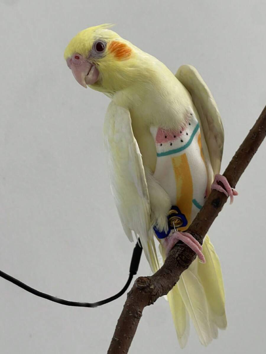 1 pieza Pañal para pájaro de ajuste delgado y uso cómodo con arnés y correa (estampado aleatorio) - Pañales para pájaros de corte ajustado XS - Ver 1