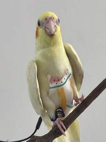 1 pieza Pañal para pájaro de ajuste delgado y uso cómodo con arnés y correa (estampado aleatorio) - Pañales para pájaros de corte ajustado XS - Ver 3