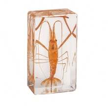 50+ Pcs Large (7.3cm) Transparent Resin Insect Stag Beetle, Spider, Scorpion, Rhinoceros Beetle, Hornet, Wasp Model, Spider Octagon Monster Creative Bookend Decor, Primitive Forest Giant Arthropod Centipede Model, Magical Nature Real Rare Various Insects, High Transparency Permanent Preserved Transparent Resin Natural Insect Creative Small Decor, Gift - Multicolor - View 48