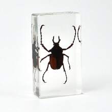 1pc Resin Insect Animal Bookend, Over 100 Unique Beetle, Spider, Scorpion, Ant, Ladybug, Grasshopper, Octopus, Butterfly, Dragonfly, Rhinoceros Beetle, Bee, Dung Beetle, Firefly Insect Model Collection, Craft, Educational Display - 3.8cm Square Insect Specimen - View 5