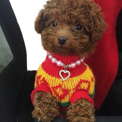 Pearl Necklace Pet Collar, Pet Accessories Suitable For Dog & Cat Birthday, Holiday Decoration