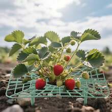 5 Sets Strawberry Supports With Plant Protectors Set, Strawberry Growing Racks Sets With Iron Plant Nails And Storage Bag Strawberry Planting Stand For Garden Vegetables{Inchcolor_nameinch:InchA-Whiteinch} - A-trắng - Xem 5