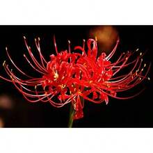 Bulbo/Planta de Lirio Araña Rojo Lycoris Radiata - Rojo - Ver 1