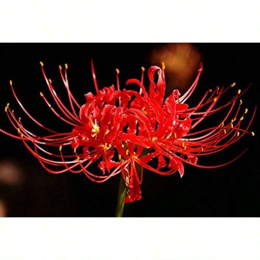 Bulbo/Planta de Lirio Araña Rojo Lycoris Radiata - Rojo - Ver 1