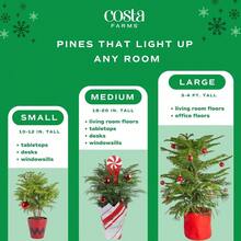 DLive Christmas Tree Small Norfolk Pine In Christmas Decor Plant Pot Christmas Ornament Holiday Gift Decoration For Room Decor 10-12 Inches Tall - ChevronRedBlackTreePot - View 6