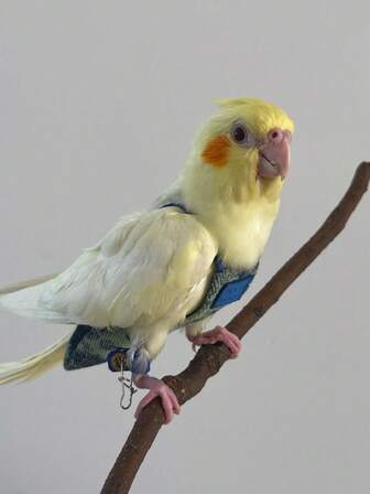 2件套加厚牛仔布鸟类飞行服+耐用牵引绳，冬季