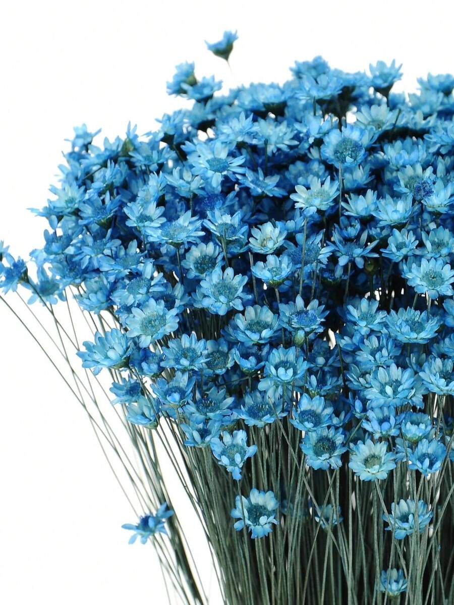 30/60/100/200 枝天然干花，巴西小星形雏菊装饰干花，迷你雏菊洋甘菊花束，用于婚礼插花、家居装饰、情人节礼物