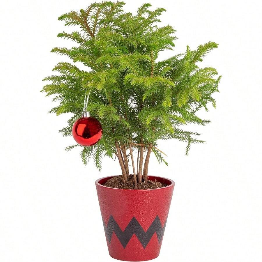 DLive Christmas Tree Small Norfolk Pine In Christmas Decor Plant Pot Christmas Ornament Holiday Gift Decoration For Room Decor 10-12 Inches Tall - ChevronRedBlackTreePot - View 1