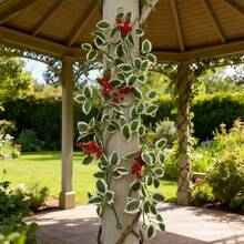 Christmas Garland Artificial Holly Leaves Garland Faux Greenery Vine For Table Mantle Fireplace Home Holiday Party Decor - Red Berries and White Leaves Vine (ahf614-980-1) - View 4